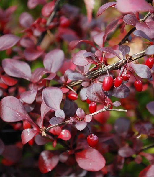 Berberis thunbergii 'Dart's red lady'